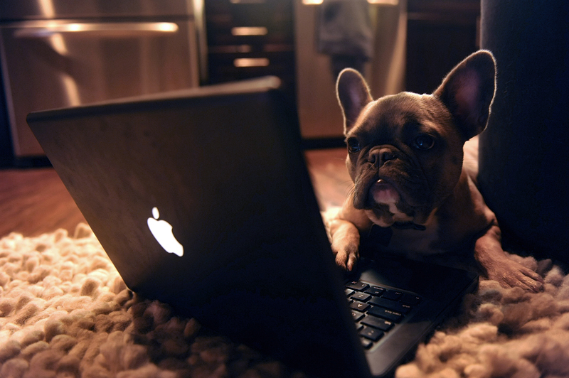 Illustration for article titled 369 Absolutely Adorable Pet Wallpapers